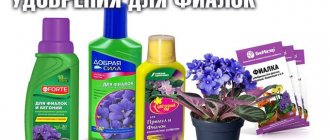 fertilizers for violets