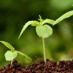 fertilizers and plant growth stimulants