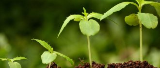 удобрения и стимуляторы роста растений