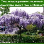 care and cultivation of wisteria in the Moscow region
