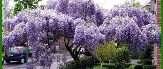 care and cultivation of wisteria in the Moscow region