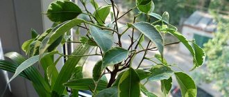 Caring for Ficus Benjamin - Lighting