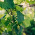 Уход за виноградом в период цветения