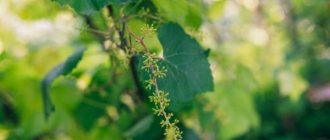 Caring for grapes during flowering