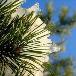 Sheltering conifers from winter sunburn