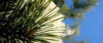 Sheltering conifers from winter sunburn