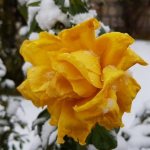 Covering roses for the winter in the Moscow region - rules and terms