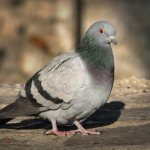 street pigeon