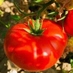 'Ультраранний, некапризный, низкорослый и очень вкусный томат "Бони ММ": полный обзор сорта и его выращивание' width="800