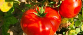 &#39;Ultra-early, non-capricious, low-growing and very tasty tomato &quot;Boni MM&quot;: a complete overview of the variety and its cultivation&#39; width=&quot;800