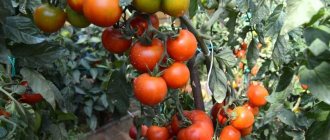 'Ультраранний томат "Белый налив": выращиваем из семян рассаду, пересаживаем в теплицу или грунт и наслаждаемся урожаем' width="800