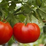 'Универсальный, урожайный, скороспелый и так горячо любимый дачниками томат "Сибирское чудо"' width="800