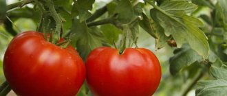 &#39;Universal, productive, early ripening and so beloved by summer residents, the tomato &quot;Siberian Miracle&quot;&#39; width=&quot;800