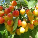 cherry harvest in the Moscow region