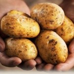 Урожай картошки