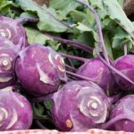 Kohlrabi harvest