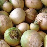 turnip harvest