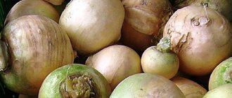 turnip harvest