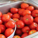 Урожай томатов Санька