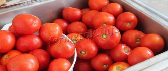 Урожай томатов Санька
