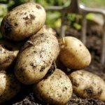 урожайность картофеля джелли