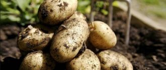 урожайность картофеля джелли