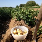 potato yield per 1 ha