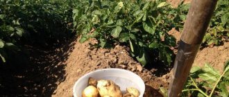 potato yield per 1 ha