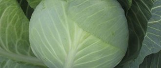 Resistant late-ripening cabbage hybrid Valentina f1