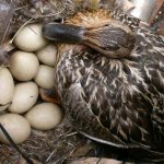 duck on eggs