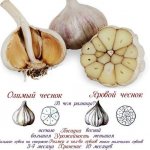 What is the difference between winter and spring garlic?