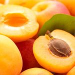 The fleshy apricot fruit has one seed with a hard shell.