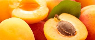 The fleshy apricot fruit has one seed with a hard shell.