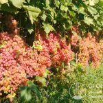 In industrial plantings of Crimea, the variety proved to be high-yielding - more than 8 t/ha