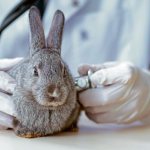 Vaccination of rabbits