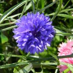 Terry cornflower growing from seeds when to plant