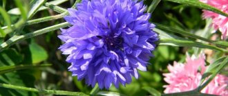 Terry cornflower growing from seeds when to plant