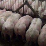 Важно правильно организовать процесс откорма свиней