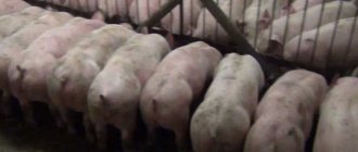 Важно правильно организовать процесс откорма свиней