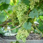 Вегетационный период винограда «Феномен» в среднем длится 117 дней