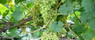 The growing season of the Phenomenon grape lasts on average 117 days