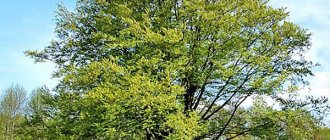 Вековое дерево изумительно смотрится на газоне в парке.