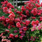 Magnificent Rose Rosarium Jutersen – an avalanche of flaming flowers