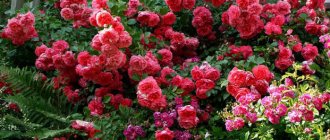 Magnificent Rose Rosarium Jutersen – an avalanche of flaming flowers