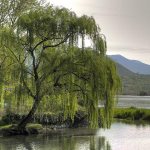 Willow (tree): description. Is a willow a tree or a shrub? 