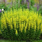 Common loosestrife: how to plant and care, description, photo