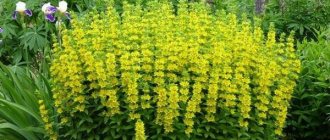 Common loosestrife: how to plant and care, description, photo