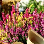 Common heather - planting in open ground and preparing for winter