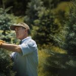 Spring cleaning of conifers