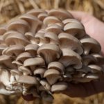 oyster mushrooms - description